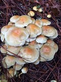 Hypholoma capnoides image