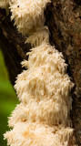 Hericium americanum image