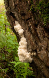 Hericium americanum image