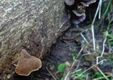 Auricularia polytricha image