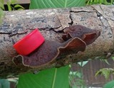 Auricularia polytricha image