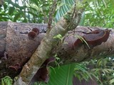 Auricularia polytricha image