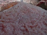 Auricularia polytricha image