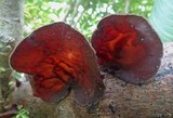 Auricularia polytricha image