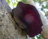 Auricularia polytricha image