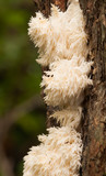Hericium americanum image