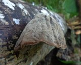Auricularia polytricha image