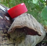 Auricularia polytricha image