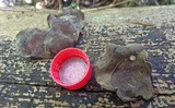 Auricularia polytricha image