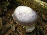 Cortinarius alboviolaceus image