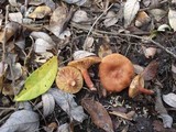 Lactarius lacunarum image