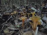 Craterellus lutescens image