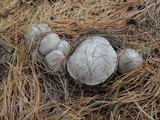 Tricholoma terreum image