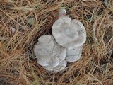 Tricholoma terreum image