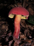 Baorangia bicolor image