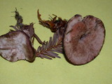 Hydnellum peckii image