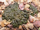 Placidium lacinulatum image
