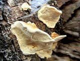Antrodia serialiformis image