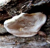 Antrodia serialiformis image
