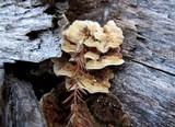 Antrodia serialiformis image