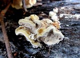 Antrodia serialiformis image