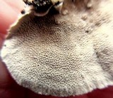 Trametes hirsuta image