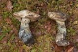 Leccinum arbuticola image