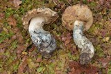 Leccinum arbuticola image