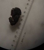 Placidium lacinulatum image