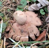 Geastrum rufescens image