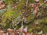 Peltigera neopolydactyla image