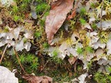 Peltigera neopolydactyla image