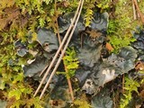 Peltigera neopolydactyla image
