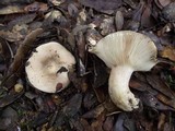 Lactarius ilicis image
