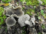 Dermoloma cuneifolium image