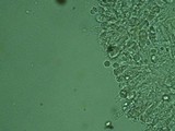 Dermoloma cuneifolium image
