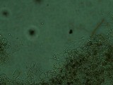 Dermoloma cuneifolium image