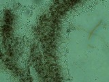 Dermoloma cuneifolium image
