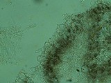 Dermoloma cuneifolium image