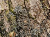 Leptogium austroamericanum image