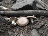Pleurotus eryngii image