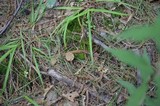 Boletus chrysenteron image