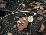 Hemimycena cucullata image
