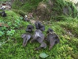 Cantharellus cinereus image