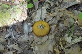 Xanthoconium affine image