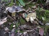 Tricholoma portentosum image