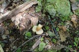 Xanthoconium affine image
