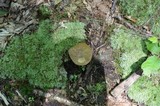 Xanthoconium affine image