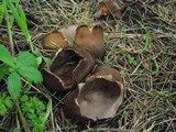 Geopora sumneriana image