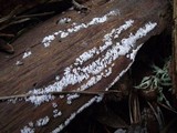 Ceratiomyxa fruticulosa var. fruticulosa image